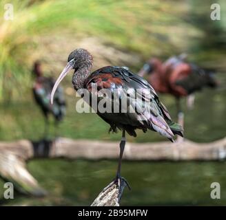 Ibis lucido (Plegadis falcinellus) Foto Stock