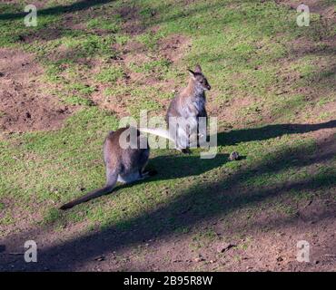 Kangaroo e il suo bambino in tasca Foto Stock