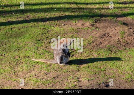 Kangaroo e il suo bambino in tasca Foto Stock