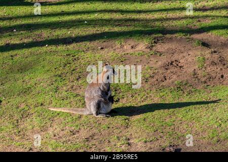 Kangaroo e il suo bambino in tasca Foto Stock