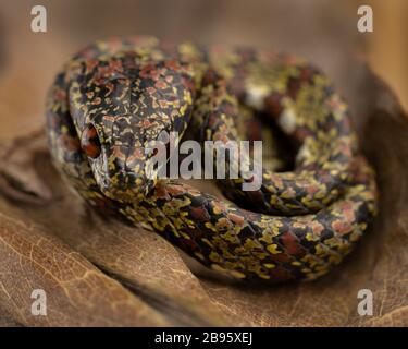 Fotografia di serpente Foto Stock