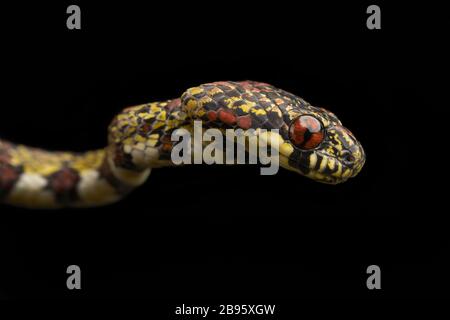 Fotografia di serpente Foto Stock