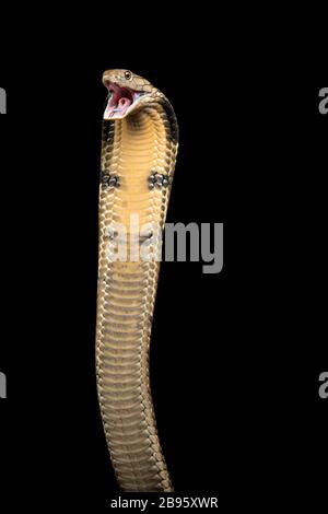 King cobra Foto Stock