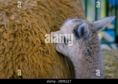 Carino piccolo alpaca con la madre alla mostra sugli animali agricoli, fiera Foto Stock