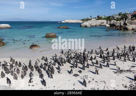 Pinguini sulla spiaggia. Colonia di massi da spiaggia. Giorno estivo soleggiato Foto Stock