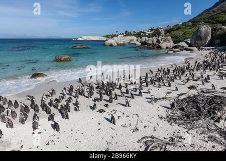 Pinguini sulla spiaggia. Colonia di massi da spiaggia. Giorno estivo soleggiato Foto Stock
