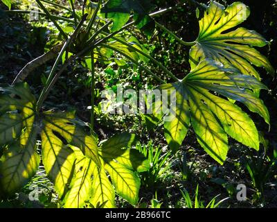 Aesculus hippocastanum Foto Stock