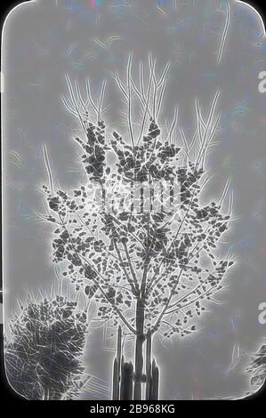 Lantern Slide - albero giovane in giardino, Australia, Data sconosciuta, immagine bianca e nera di un albero giovane in un giardino, fotografato da A.J. Campbell., Reimagined by Gibon, design di calore allegro di luminosità e raggi di luce radianza. Arte classica reinventata con un tocco moderno. La fotografia ispirata al futurismo, che abbraccia l'energia dinamica della tecnologia moderna, del movimento, della velocità e rivoluziona la cultura. Foto Stock