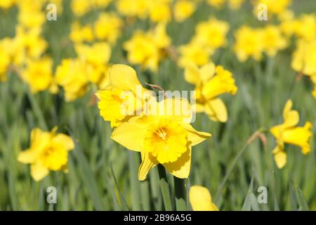 Daffodils in full bloom in the first warm weather of 2020. Foto Stock