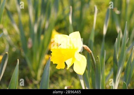 Narcisi in piena fioritura nel primo tempo caldo del 2020. Foto Stock
