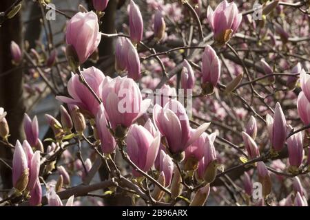 Primavera Magnolia alberi con fiori a Central Park, New York Foto Stock