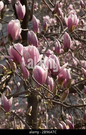 Primavera Magnolia alberi con fiori a Central Park, New York Foto Stock