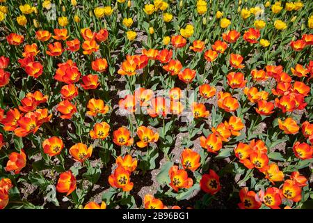 Primo piano del papavero giallo della California Foto Stock