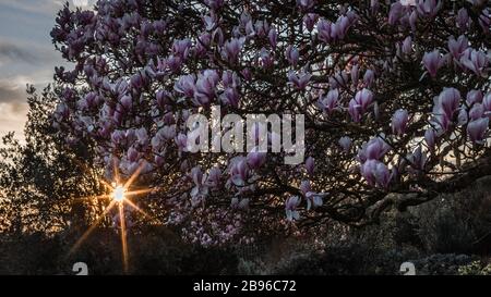 Tramonto e luce del sole attraverso un albero magnolia in un parco londinese. Foto Stock