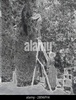 Negativo - Man trimming Cyrpus Tree, nuovo Galles del Sud, circa 1890, un uomo anziano che rifilatura un cipresso albero. Si erge precariosamente sul gradino superiore di una scala che è tenuta da una donna., Reimagined da Gibon, design di calore allegro di luminosità e raggi di luce radianza. Arte classica reinventata con un tocco moderno. La fotografia ispirata al futurismo, che abbraccia l'energia dinamica della tecnologia moderna, del movimento, della velocità e rivoluziona la cultura. Foto Stock