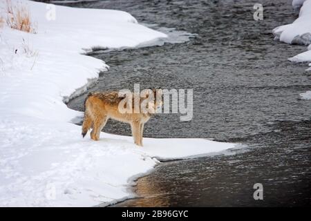 Wild Yellowstone Wolf- Druid Peak Pack lungo Soda Butte Creek in inverno Foto Stock