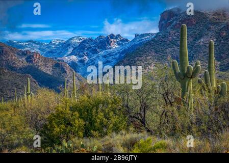 Cactus Saguaro nel deserto dell'Arizona Foto Stock