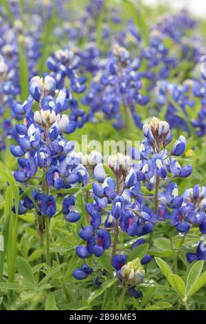 Closeup di bluebonnet a fuoco selettivo Foto Stock