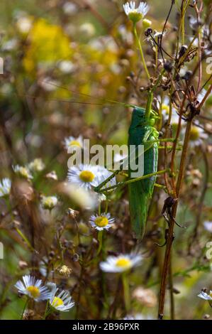 locusta seduta su camomile primo piano. grande cavalletta verde. primo piano locusta singola Foto Stock