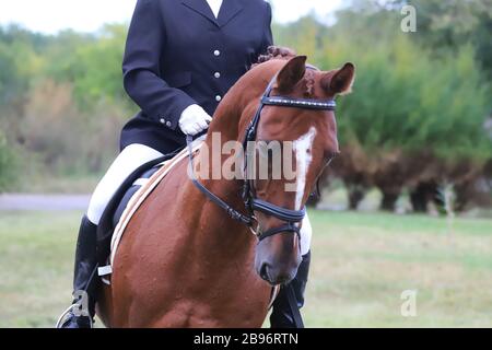 Giri del concorrente sconosciuti all'evento del cavallo di dressage nel campo di equitazione. La testa ha girato da vicino un cavallo da dressage durante l'evento della competizione Foto Stock