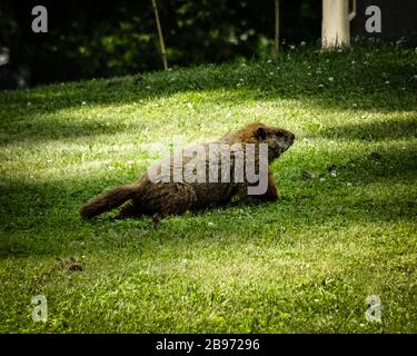 Woodchuck selvaggio che attraversa il prato nel cimitero di Buffalo. Roditore carino e soffice con pelliccia marrone in corsa. Giorno di sole, nessuna gente visibile. Foto Stock