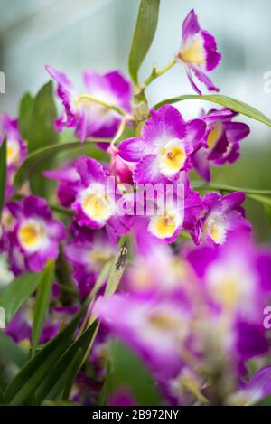 Phalaenopsis Orchid Flowers nel Princess of Wales Conservatory, Royal Botanical Gardens a Kew, Richmond, Londra Foto Stock