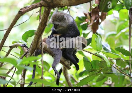 due scimmie su albero nella foresta, zanzibar Foto Stock