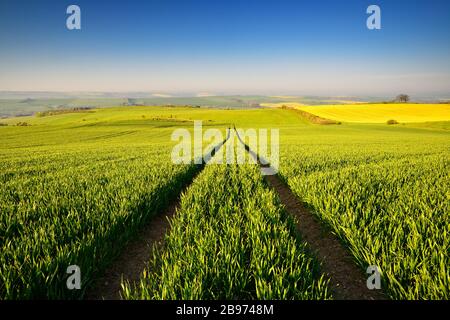 Campo di grano verde senza fine in primavera, vicolo, luce del mattino, vista nel bacino della Turingia, vicino Eckartsberga, Burgenlandkreis, Sassonia-Anhalt, Germania Foto Stock