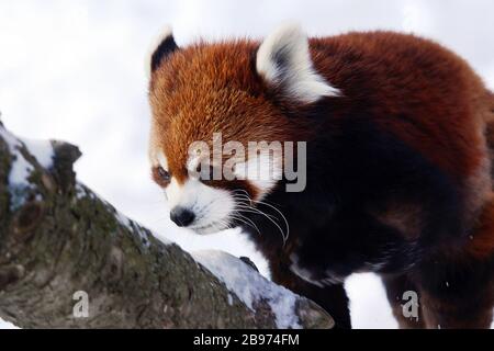 Panda rosso, Ailurus fulgens, camminando sull'albero coperto di neve Foto Stock