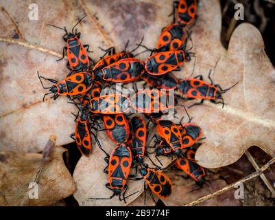 gruppo di insetti di legno rosso su una foglia di quercia nella foresta primaverile Foto Stock