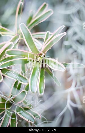 Spagnolo Moss Tillandsia Usneoides e pianta tropicale nel Princess of Wales Conservatory, Royal Botanical Gardens a Kew, Richmond, Londra Foto Stock