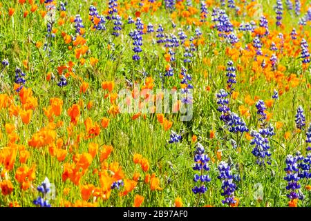 I papaveri della California e i lupini fioriscono sulla montagna di Figueroa sopra la Valle di Santa Ynez, California Foto Stock