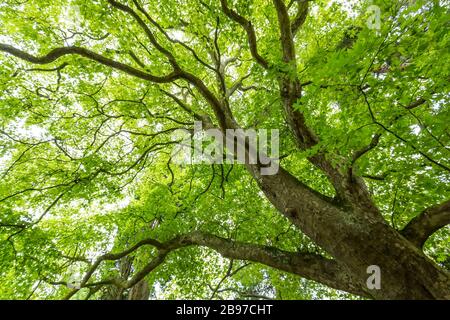 Platanus orientalis, Oriental Plane Tree, Westonbirt Arboretum, Gloucestershire, Enhgland, Regno Unito Foto Stock