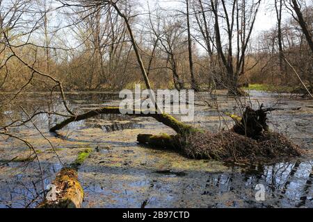Palude in primavera profonda foresta Foto Stock