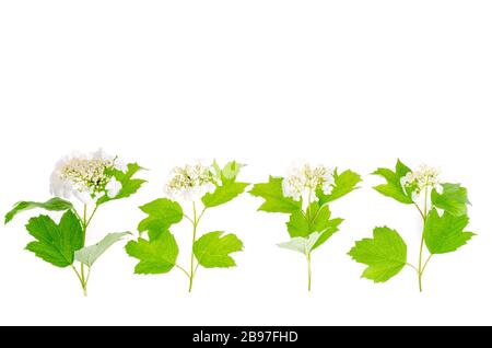 Infiammazioni bianche del viburno con foglie verdi isolate. Foto studio Foto Stock