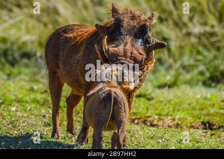 Warthog comune interagire e giocare in un sudafricano game reserve Foto Stock