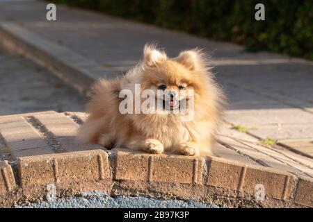 Il cane Pomeranian Spitz si trova sulla pancia. Cucciolo giovane di colore marrone Foto Stock