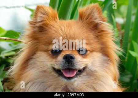 Ritratto stupefacente del cane carino di Pomerania durante il tramonto nell'erba. Spitz allegro nell'erba. Cane sorridente Foto Stock
