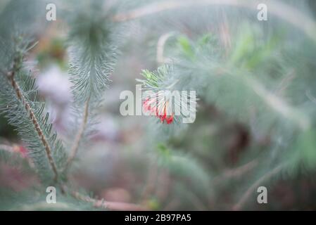 Calothamnus Quadrifidus un lato Bottlebrush dettaglio di fiori nel Conservatorio della Principessa del Galles, Royal Botanical Gardens a Kew, Richmond, Londra Foto Stock