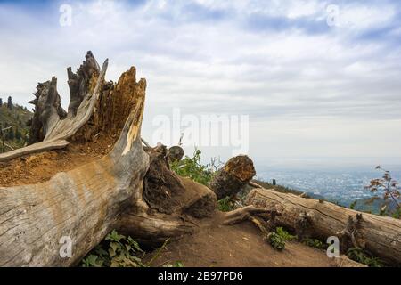 Questa vista di due grandi monconi di castoro mastici e alberi abbattuti con cielo blu, acqua e fogliame sullo sfondo mostra i mammiferi industriali Foto Stock