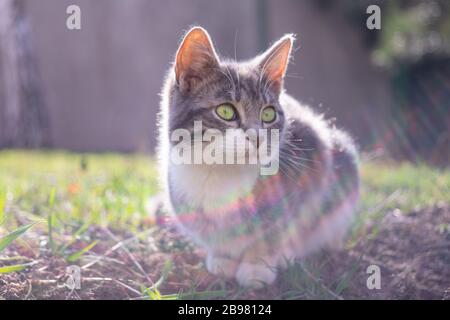 Gattino di frassino riposato in un giardino soleggiato Foto Stock