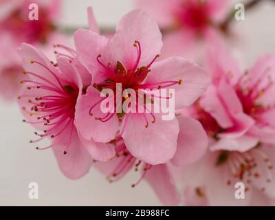 Bella pesca rosa fiore, Prunus persica Peregrine, contro una parete bianca pianura Foto Stock