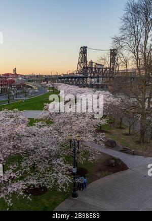 Spring Cherry Blossoms sul lungomare di Portland, Oregon, Stati Uniti Foto Stock