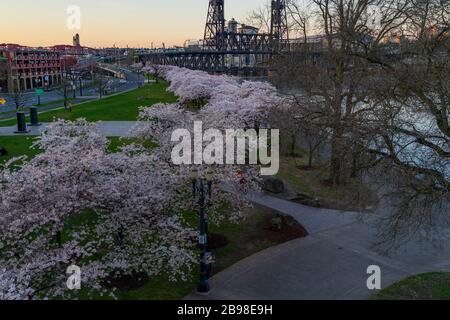 Spring Cherry Blossoms sul lungomare di Portland, Oregon, Stati Uniti Foto Stock