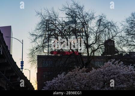 Spring Cherry Blossoms sul lungomare di Portland, Oregon, Stati Uniti Foto Stock