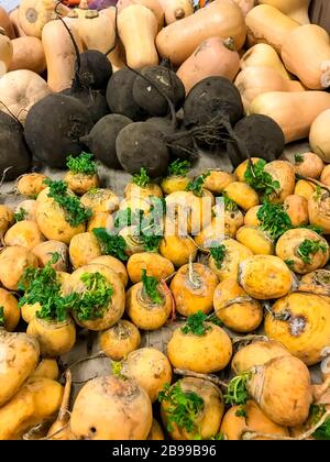 Frutta rotonda di rafano giallo, verdure naturali di fattoria senza ingredienti geneticamente modificati. Foto studio Foto Stock