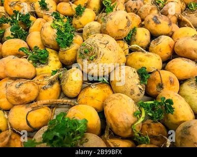 Frutta rotonda di rafano giallo, verdure naturali di fattoria senza ingredienti geneticamente modificati. Foto studio Foto Stock