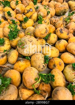 Frutta rotonda di rafano giallo, verdure naturali di fattoria senza ingredienti geneticamente modificati. Foto studio Foto Stock