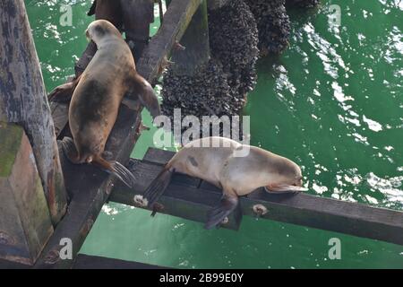 Leoni marini selvatici della California a Santa Cruz Wharf, California, nel mese di febbraio Foto Stock