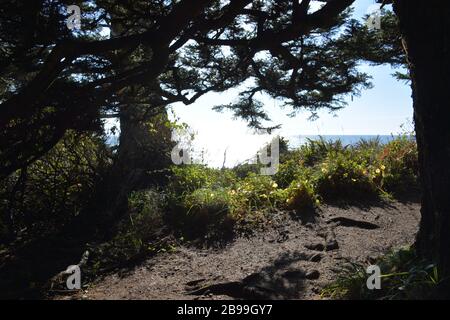 Il Lighthouse Trail si snoda lungo le scogliere di Tillamook Head nell'Ecola state Park, nella contea di Clatsop, sulla costa dell'Oregon, Stati Uniti. Foto Stock